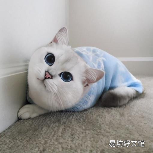英短橘猫好养吗(英短和橘猫哪个好养)