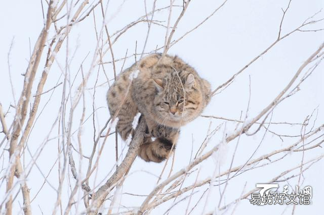 草原斑猫是几级保护动物(斑豹猫是不是保护动物)