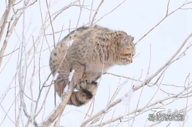 草原斑猫是几级保护动物(斑豹猫是不是保护动物)