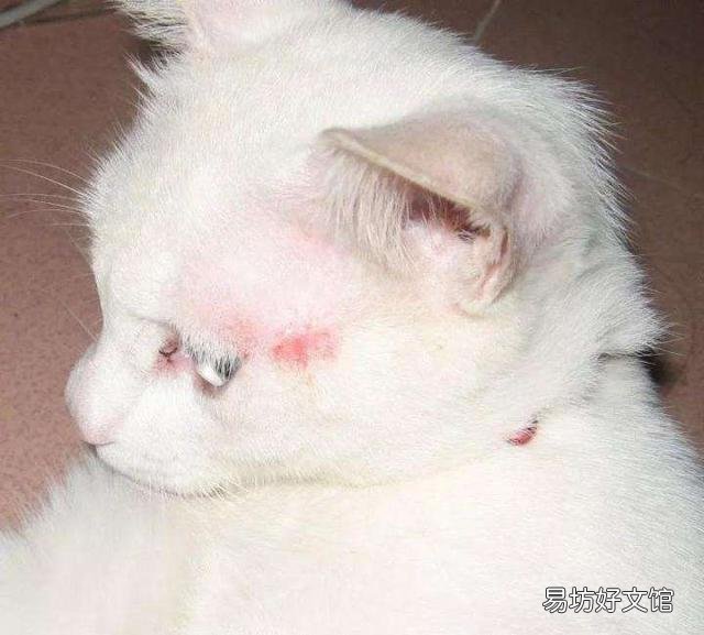 真菌猫藓怎么治疗(真菌猫藓治疗方法)