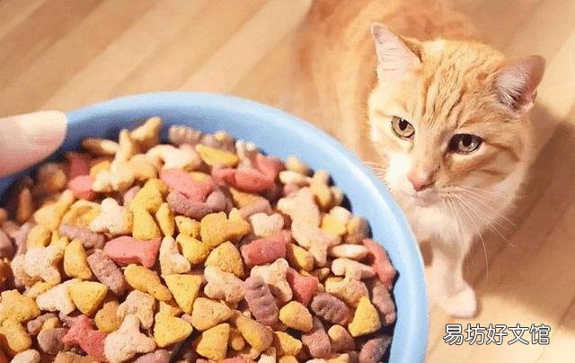 猫不能吃什么食物(猫不可以吃的食物)