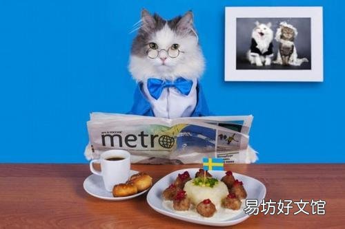 自制猫饭能代替猫粮吗(自制猫饭能代替猫粮吗百度)