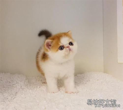 猫的反应速度有多快(猫的反应速度多少毫秒)