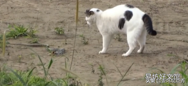 猫的反应速度有多快(猫的反应速度多少毫秒)