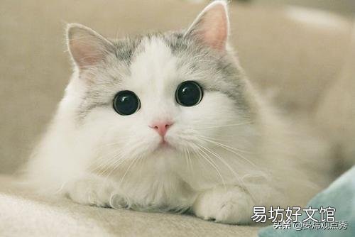 猫的反应速度有多快(猫的反应速度多少毫秒)
