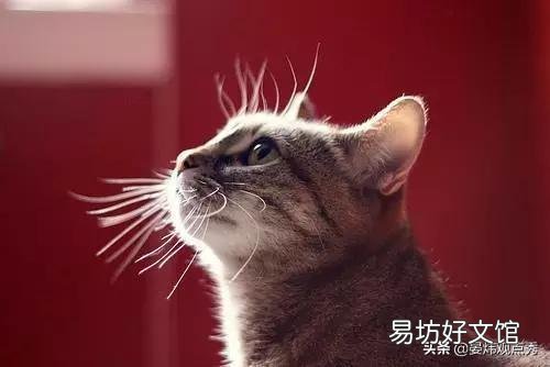 猫的反应速度有多快(猫的反应速度多少毫秒)