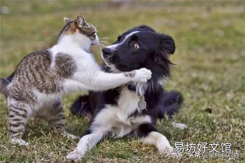 猫的反应速度有多快(猫的反应速度多少毫秒)