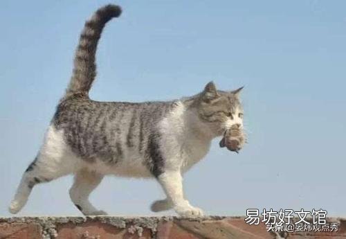 猫的反应速度有多快(猫的反应速度多少毫秒)