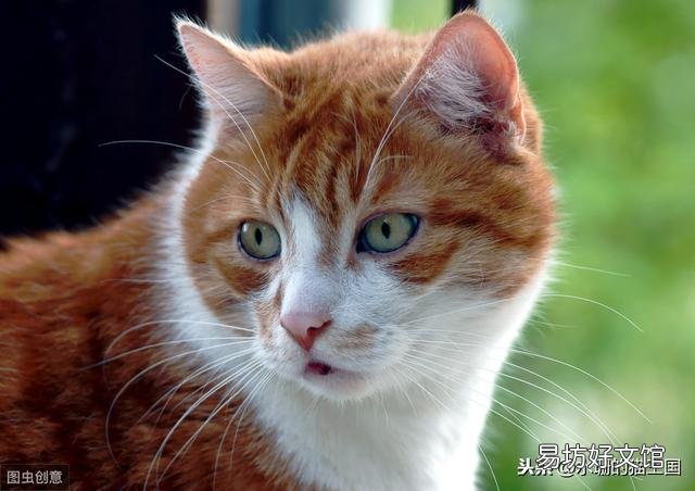 猫牙掉了还会长出来吗(猫牙掉了还能长出来么)