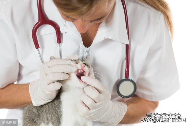 猫牙掉了还会长出来吗(猫牙掉了还能长出来么)
