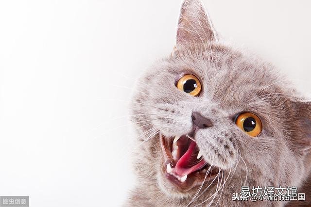 猫牙掉了还会长出来吗(猫牙掉了还能长出来么)