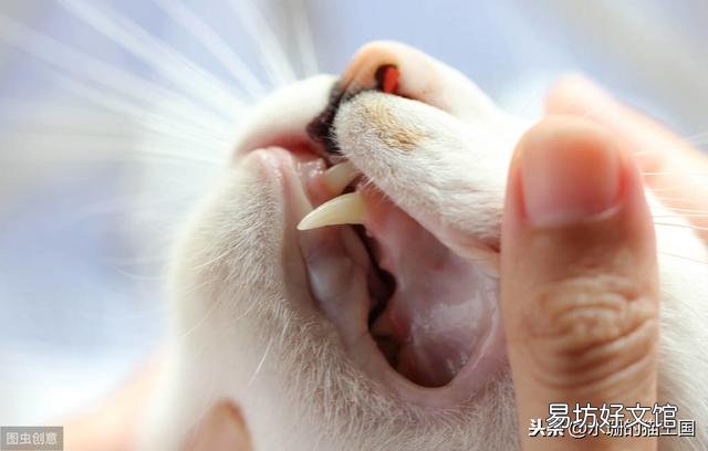 猫牙掉了还会长出来吗(猫牙掉了还能长出来么)
