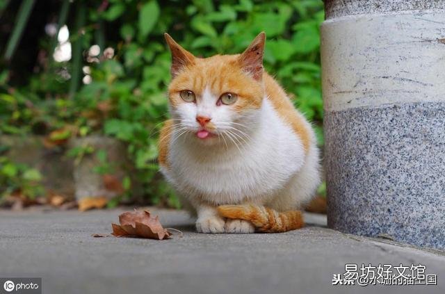 猫牙掉了还会长出来吗(猫牙掉了还能长出来么)