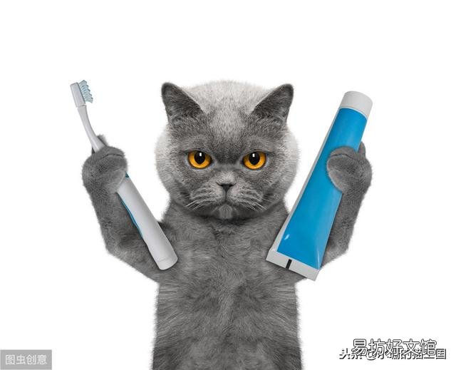 猫牙掉了还会长出来吗(猫牙掉了还能长出来么)