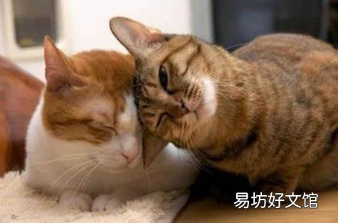 猫一天吃几顿猫粮合适(猫一天吃几顿猫粮比较好)