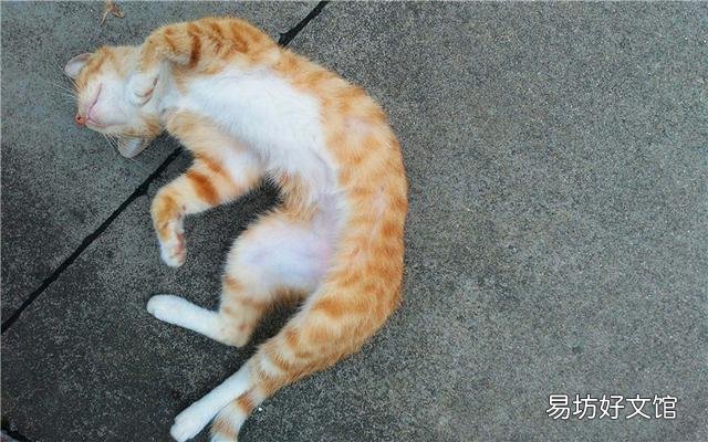 黄色的猫都是橘猫吗(黄色的猫就是橘猫吗)