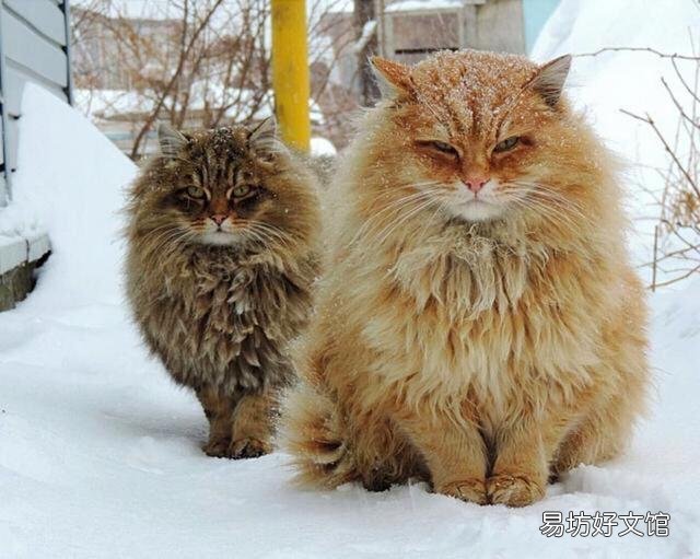 黄色的猫都是橘猫吗(黄色的猫就是橘猫吗)