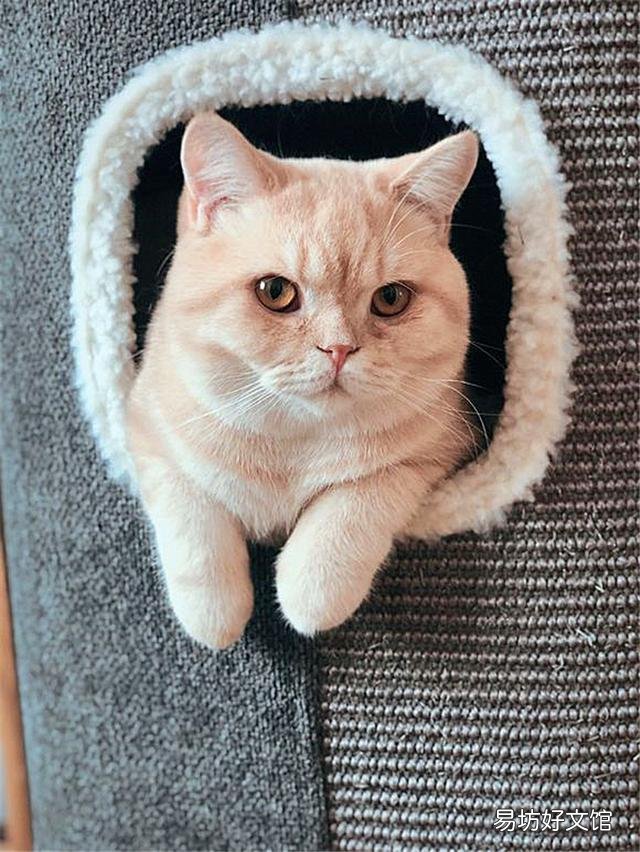 黄色的猫都是橘猫吗(黄色的猫就是橘猫吗)