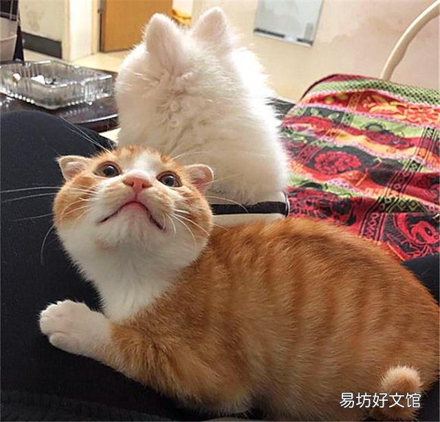 黄色的猫都是橘猫吗(黄色的猫就是橘猫吗)