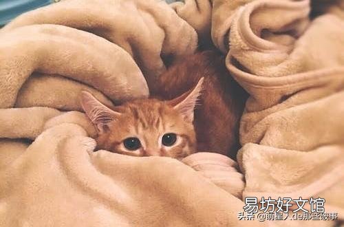 黄色的猫都是橘猫吗(黄色的猫就是橘猫吗)