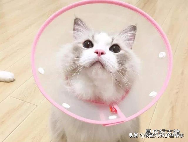 黄色的猫都是橘猫吗(黄色的猫就是橘猫吗)