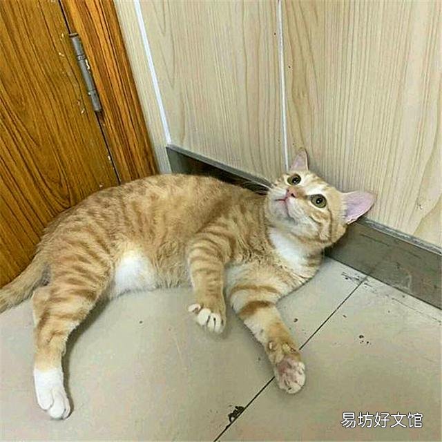 黄色的猫都是橘猫吗(黄色的猫就是橘猫吗)