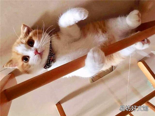 黄色的猫都是橘猫吗(黄色的猫就是橘猫吗)