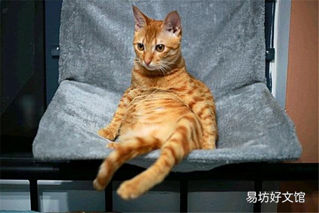 黄色的猫都是橘猫吗(黄色的猫就是橘猫吗)
