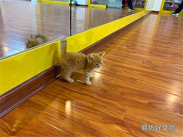 黄色的猫都是橘猫吗(黄色的猫就是橘猫吗)