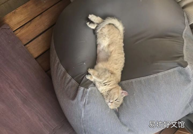 猫喝什么水比较好(宠物猫喝什么水比较好)