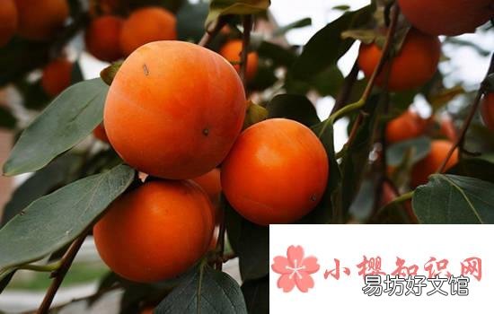 柿子不能和什么一起吃