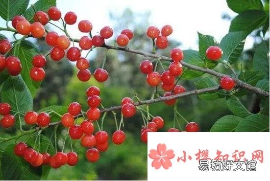 车厘子和樱桃有啥区别吗