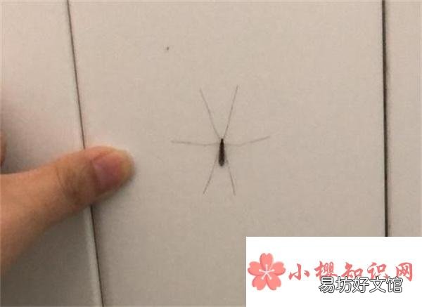 快冬天了家里为什么有蚊子
