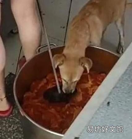 涉事门店已停业整顿 外卖小哥偶遇狗在盛饭桶进食