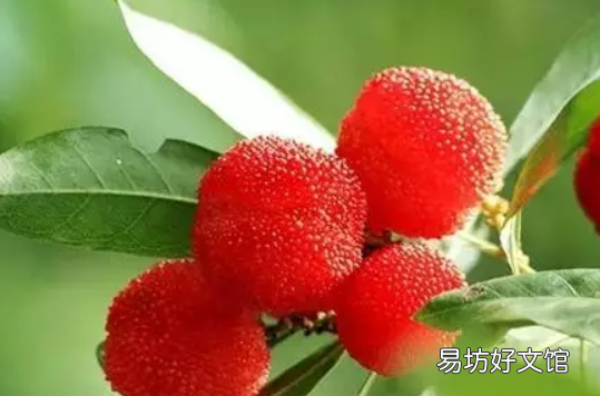 坐月子吃杨梅好不好 坐月子期间能吃杨梅吗