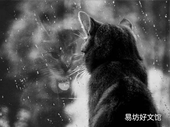 猫会抑郁吗(不陪猫猫玩它会难过吗)