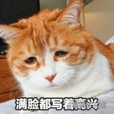 猫会抑郁吗(不陪猫猫玩它会难过吗)