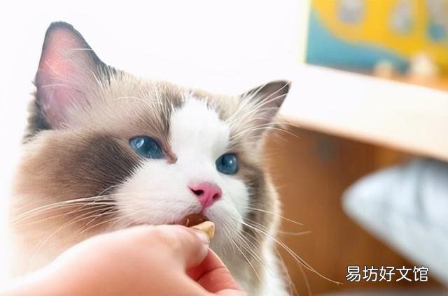 布偶猫可以吃牛肉吗(布偶猫能吃牛肉干吗)