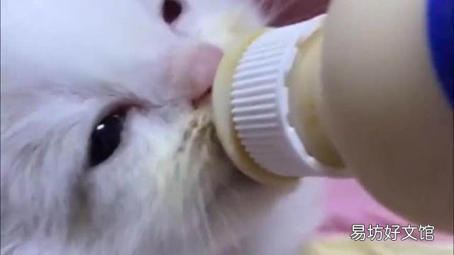 布偶猫可以吃牛肉吗(布偶猫能吃牛肉干吗)