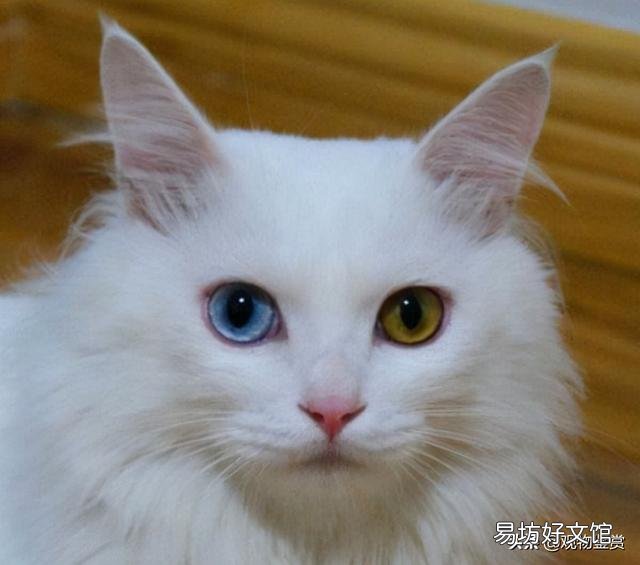 波斯猫异瞳是有病吗(波斯猫为什么是异瞳)