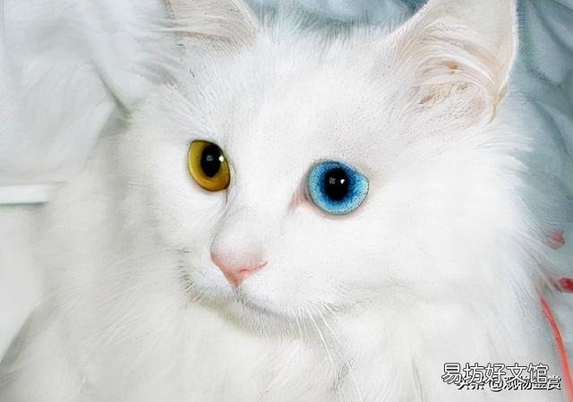 波斯猫异瞳是有病吗(波斯猫为什么是异瞳)