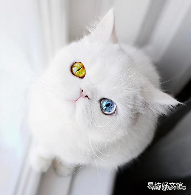 波斯猫异瞳是有病吗(波斯猫为什么是异瞳)