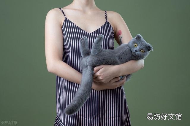 英短蓝猫一天睡几个小时(英短蓝猫一天睡多久)
