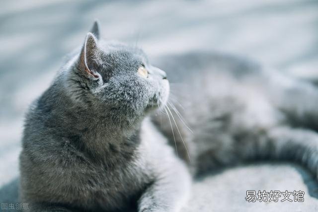 英短蓝猫一天睡几个小时(英短蓝猫一天睡多久)
