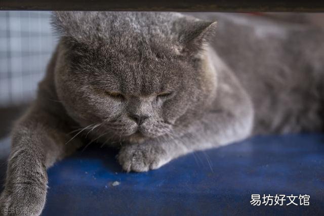 英短蓝猫一天睡几个小时(英短蓝猫一天睡多久)
