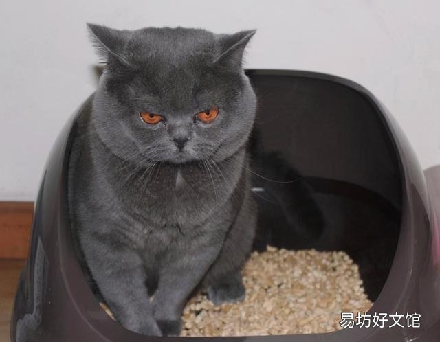 英短蓝猫一天睡几个小时(英短蓝猫一天睡多久)