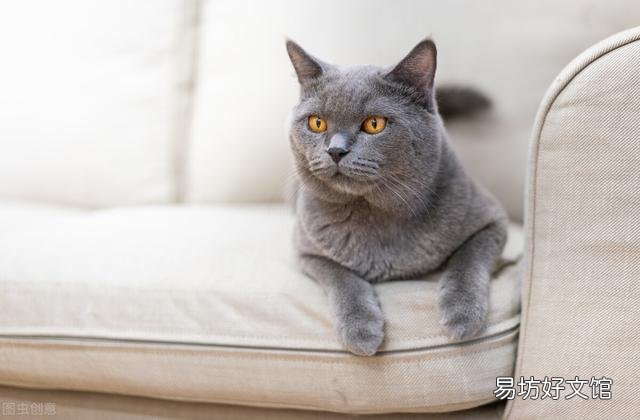 英短蓝猫一天睡几个小时(英短蓝猫一天睡多久)