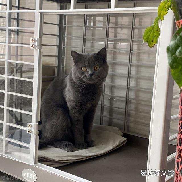 英短蓝猫一天睡几个小时(英短蓝猫一天睡多久)