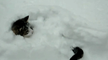 猫咪油尾巴怎么根治(猫咪油尾巴怎么治疗)