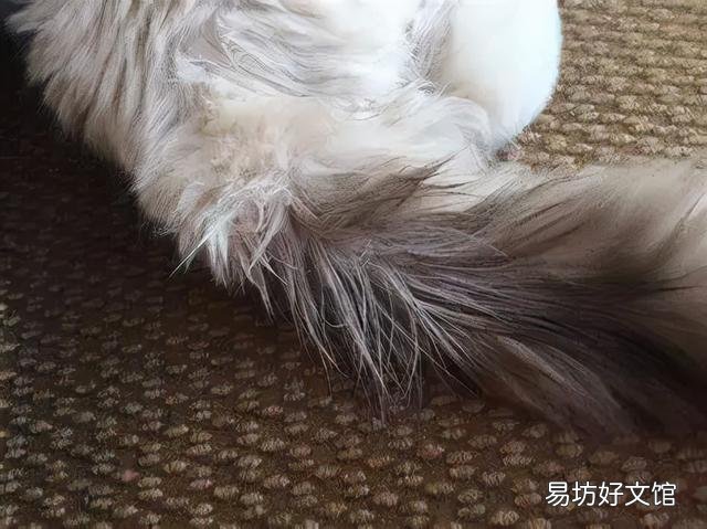 猫咪油尾巴怎么根治(猫咪油尾巴怎么治疗)
